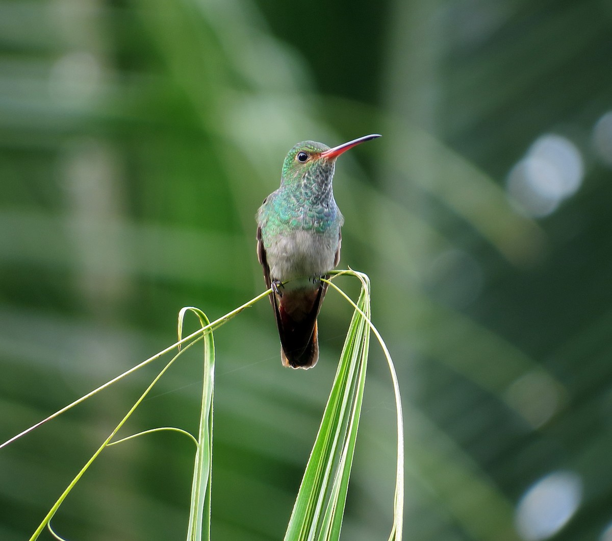 Rufous-tailed Hummingbird - Andrés M. Cuervo