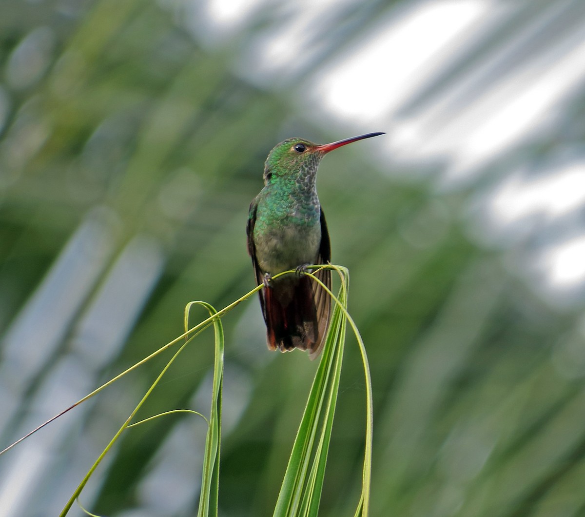 Rufous-tailed Hummingbird - ML44224551