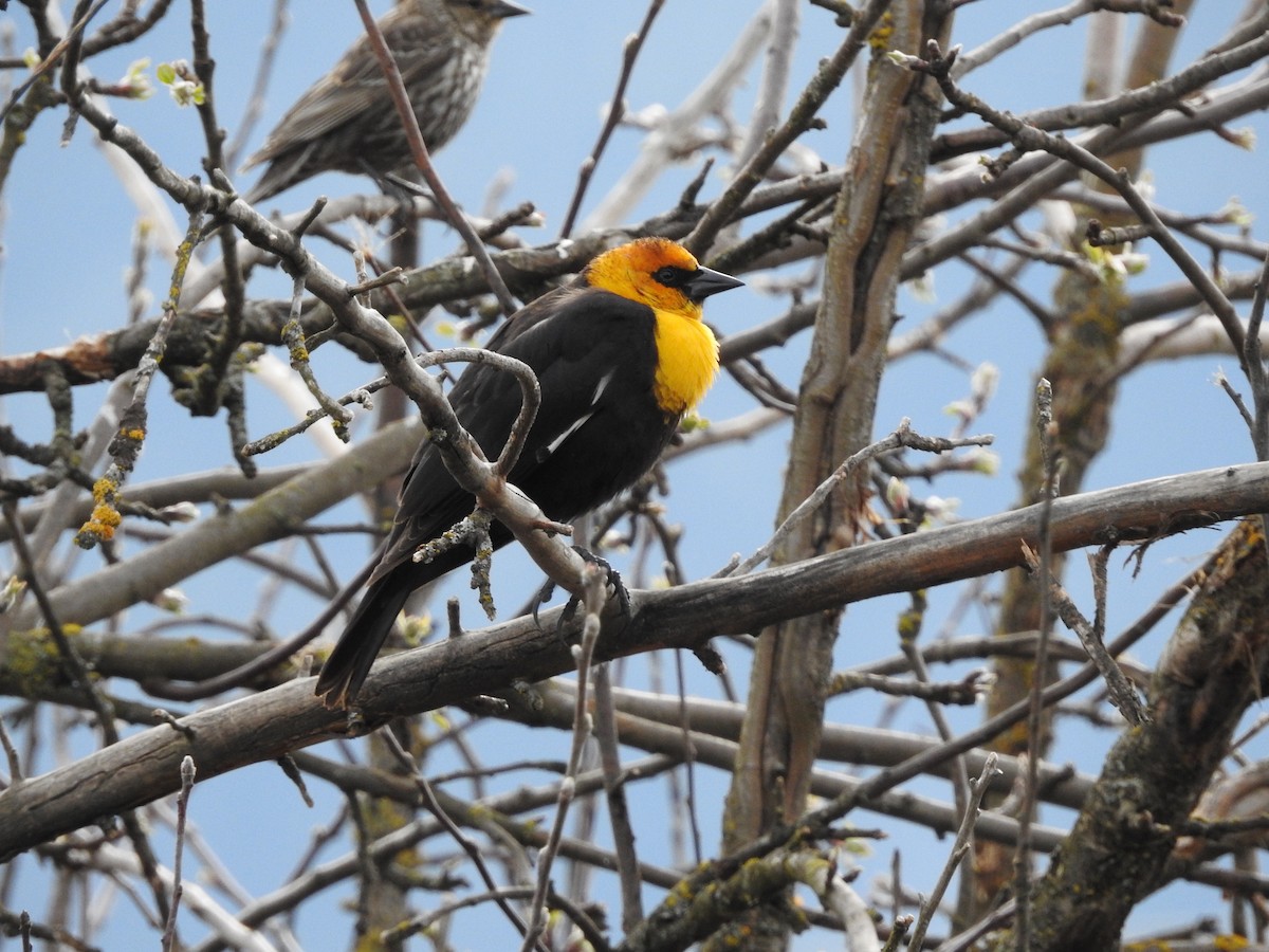Yellow-headed Blackbird - ML442247761