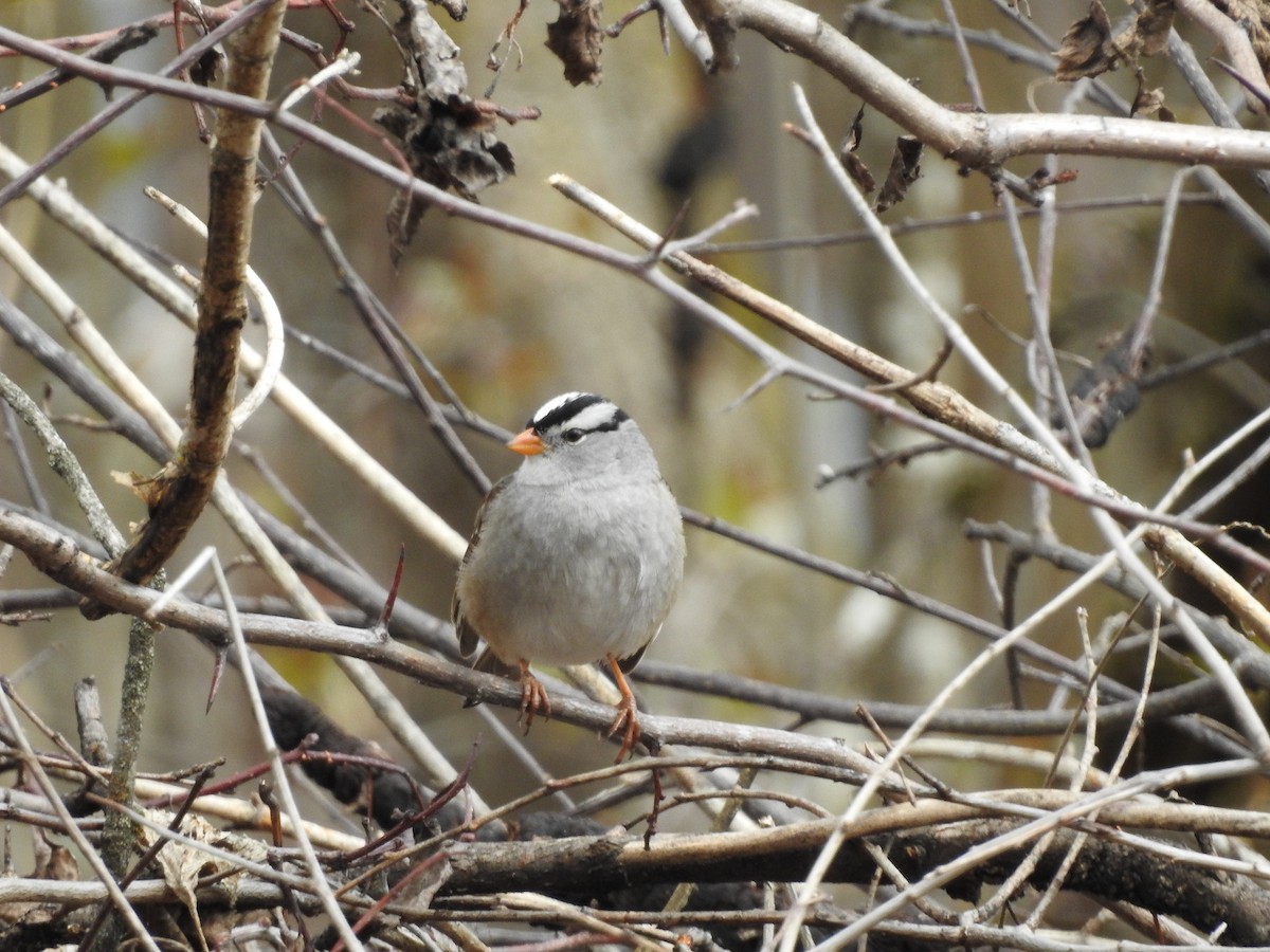 White-crowned Sparrow - Darlene Cancelliere