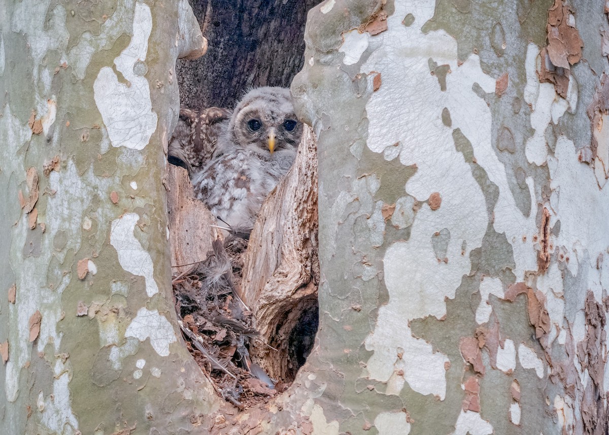 Barred Owl - ML442253271