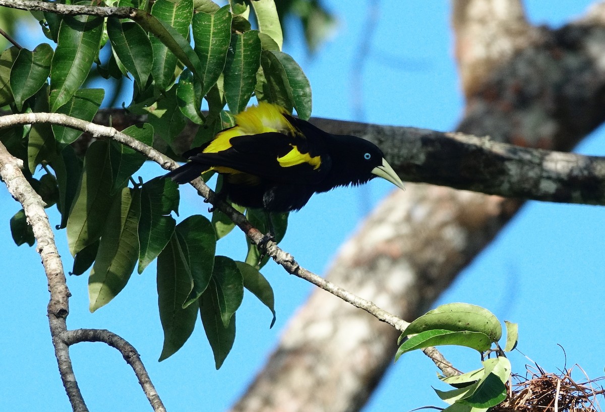 Yellow-rumped Cacique - ML442255011