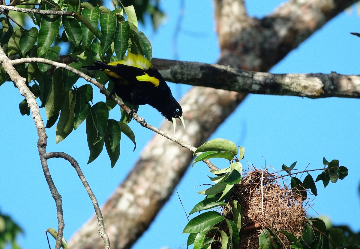 Yellow-rumped Cacique - ML442255041