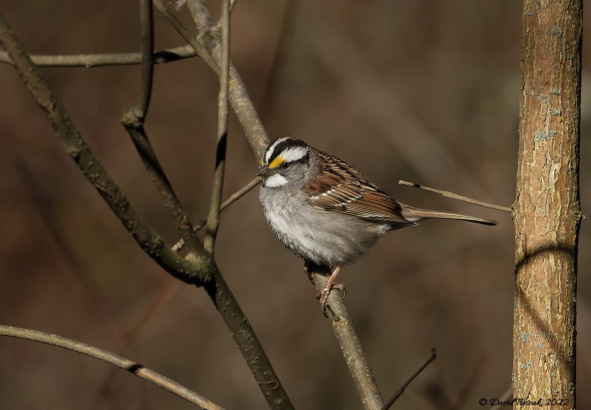 White-throated Sparrow - ML442256111