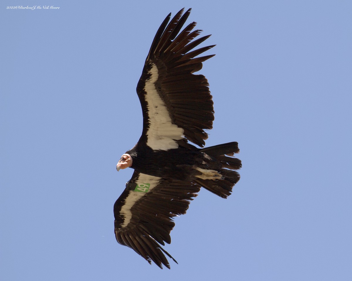 California Condor - ML442257361