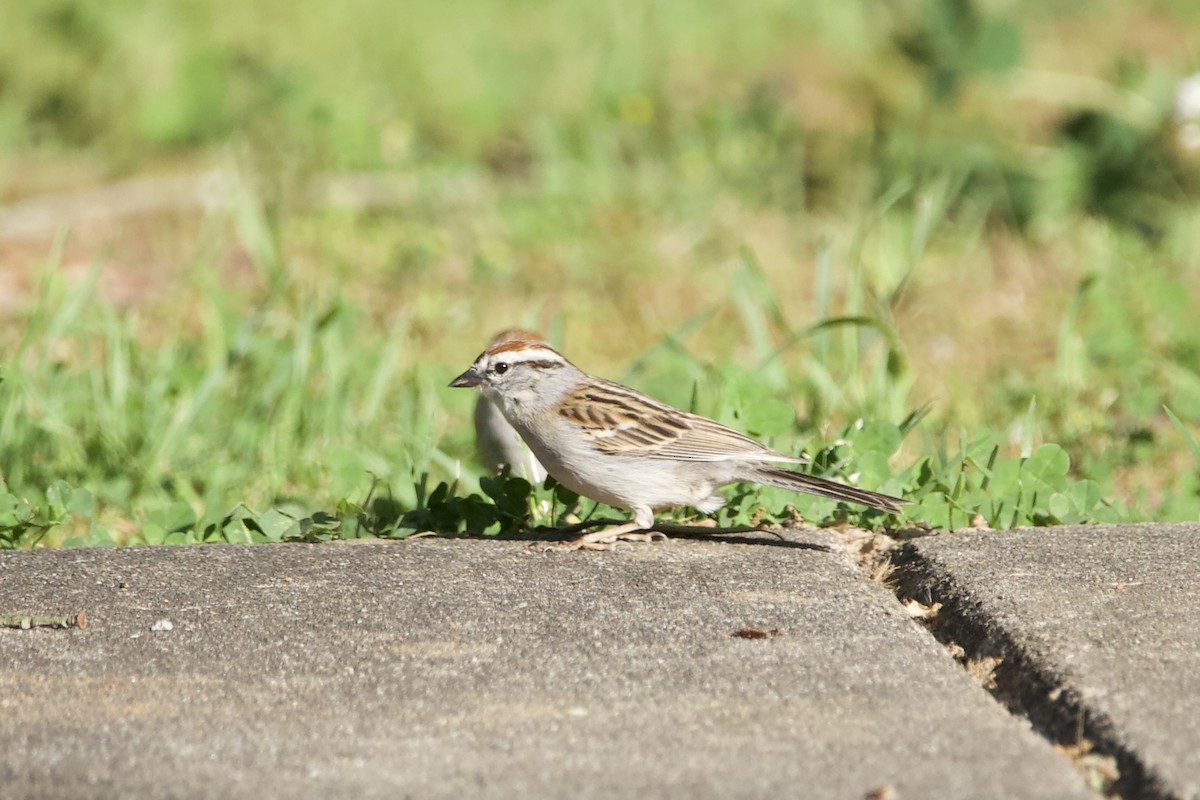 Chipping Sparrow - Adam Prince