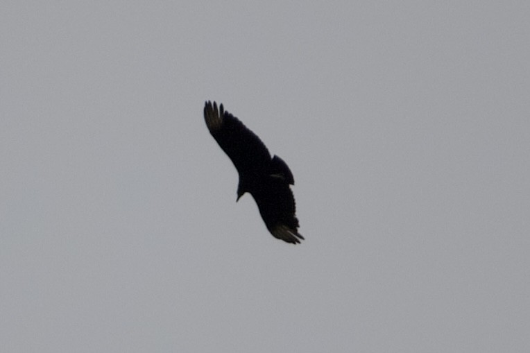 Black Vulture - ML442276771