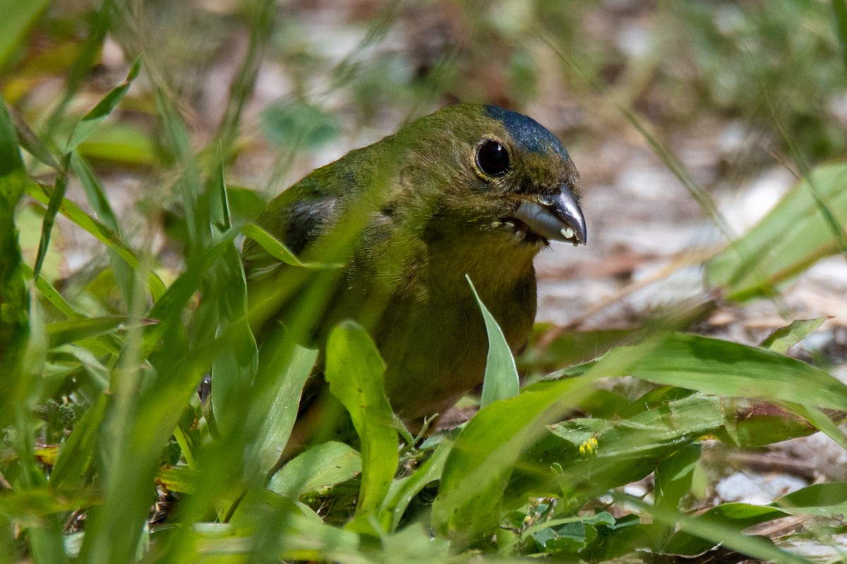 Painted Bunting - Perry Doggrell