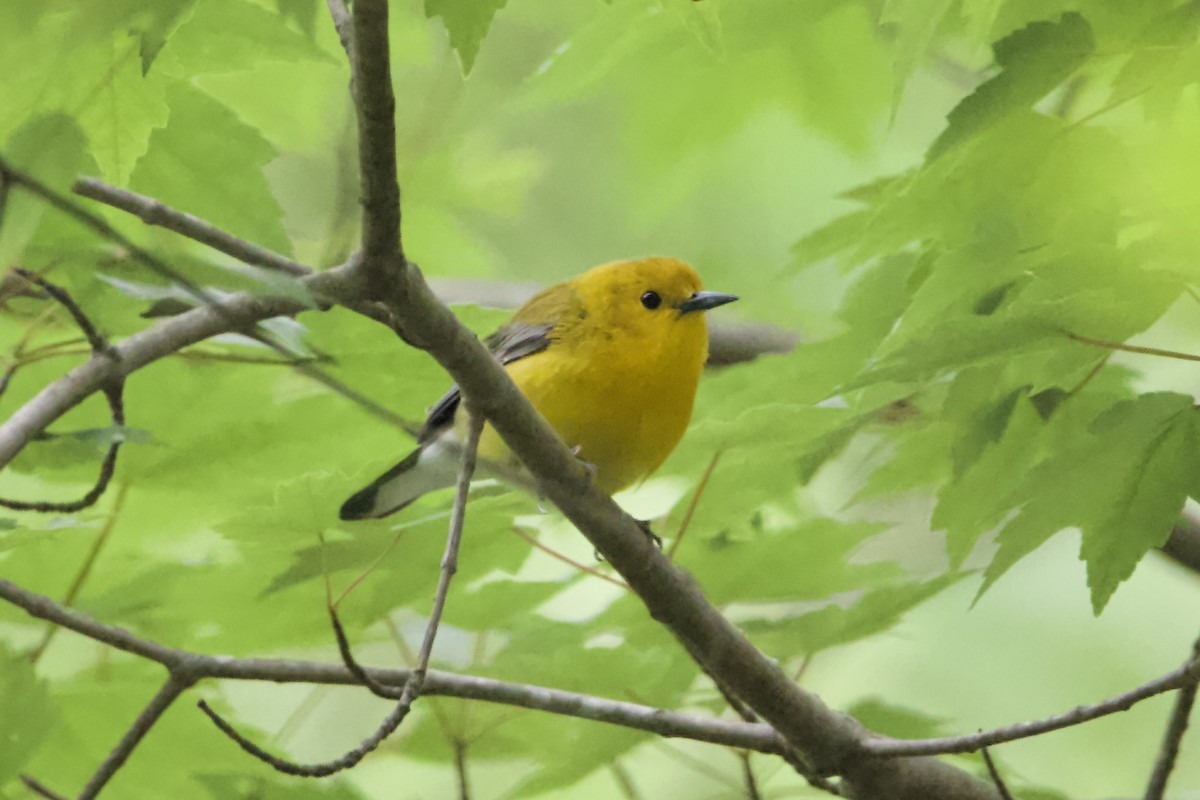 Prothonotary Warbler - ML442280561