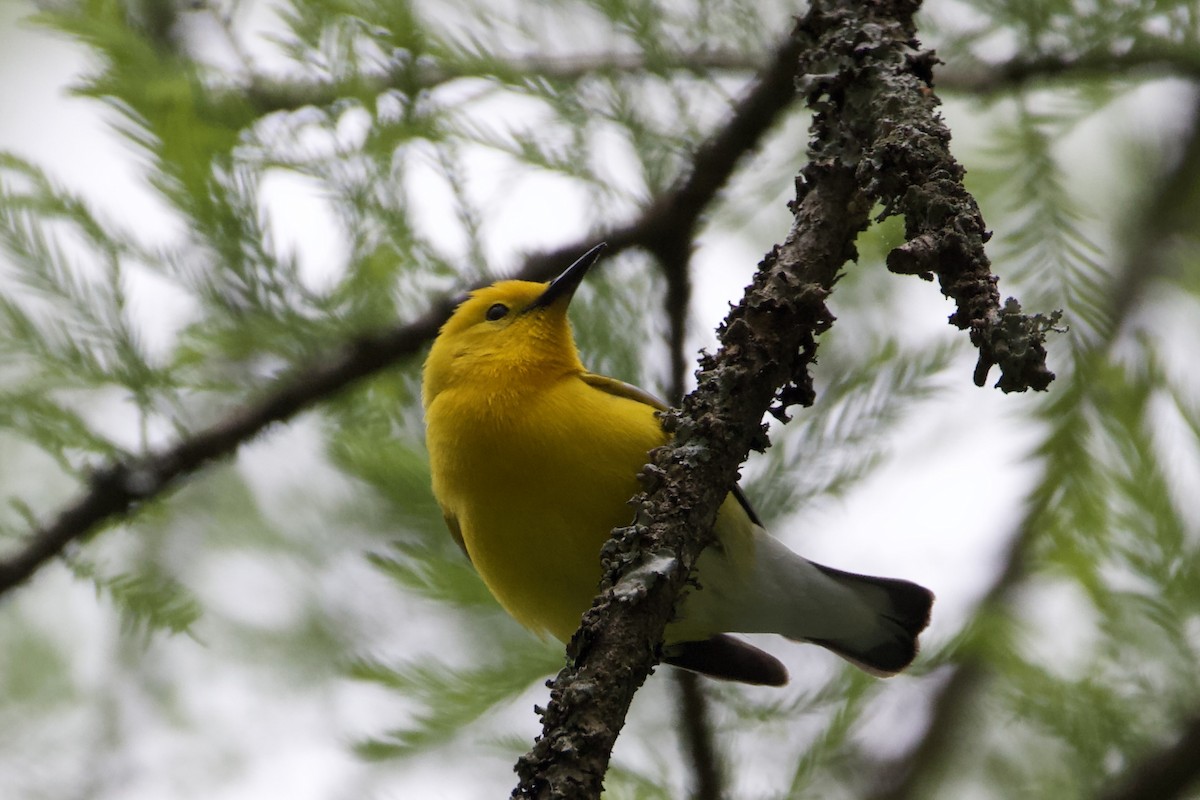 Prothonotary Warbler - ML442280581