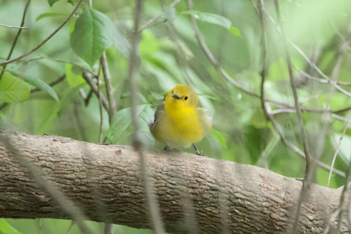 Prothonotary Warbler - ML442280591