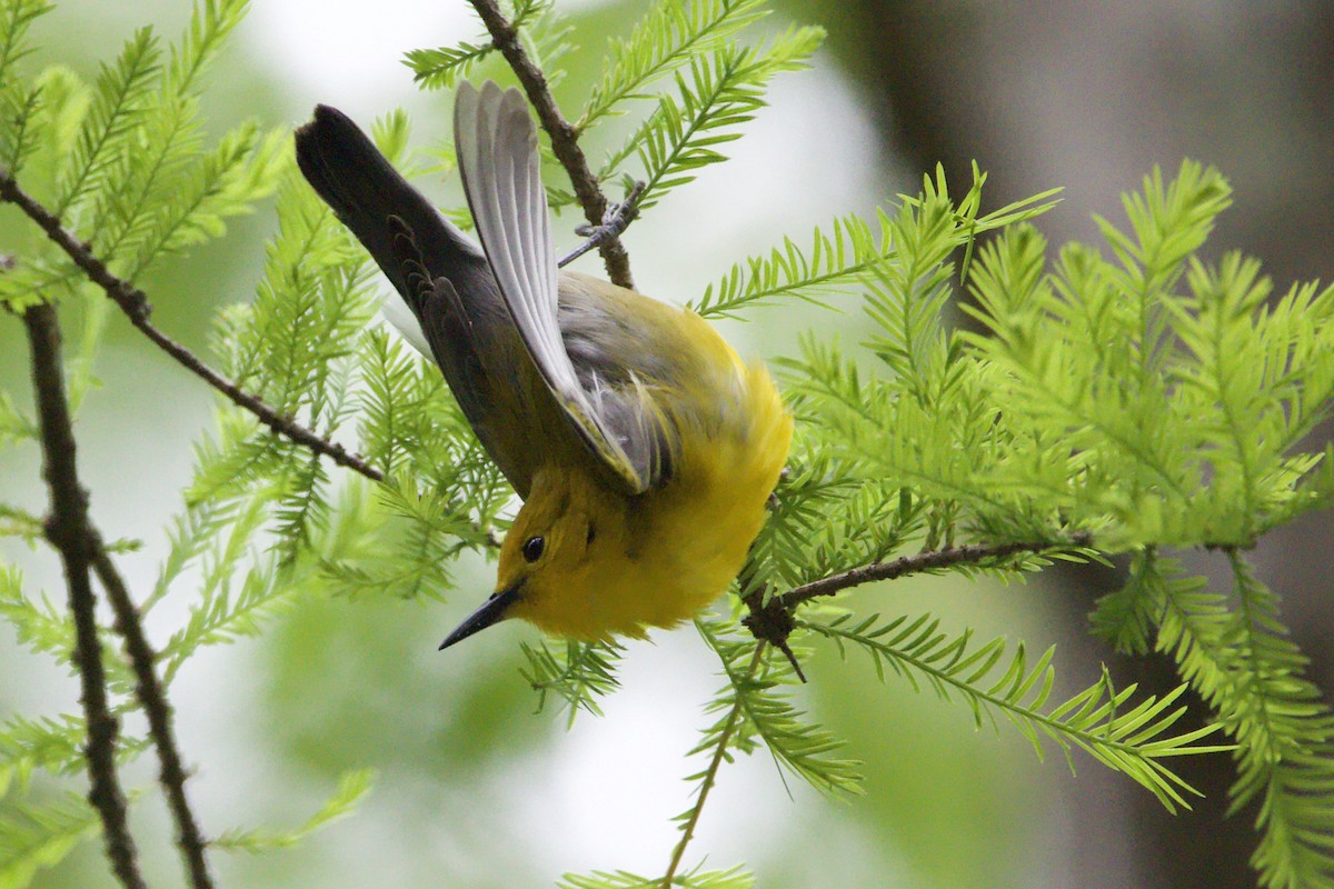 Prothonotary Warbler - ML442280621