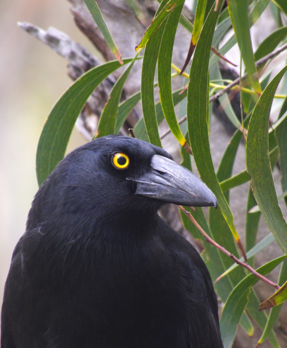 Pied Currawong - ML442280911
