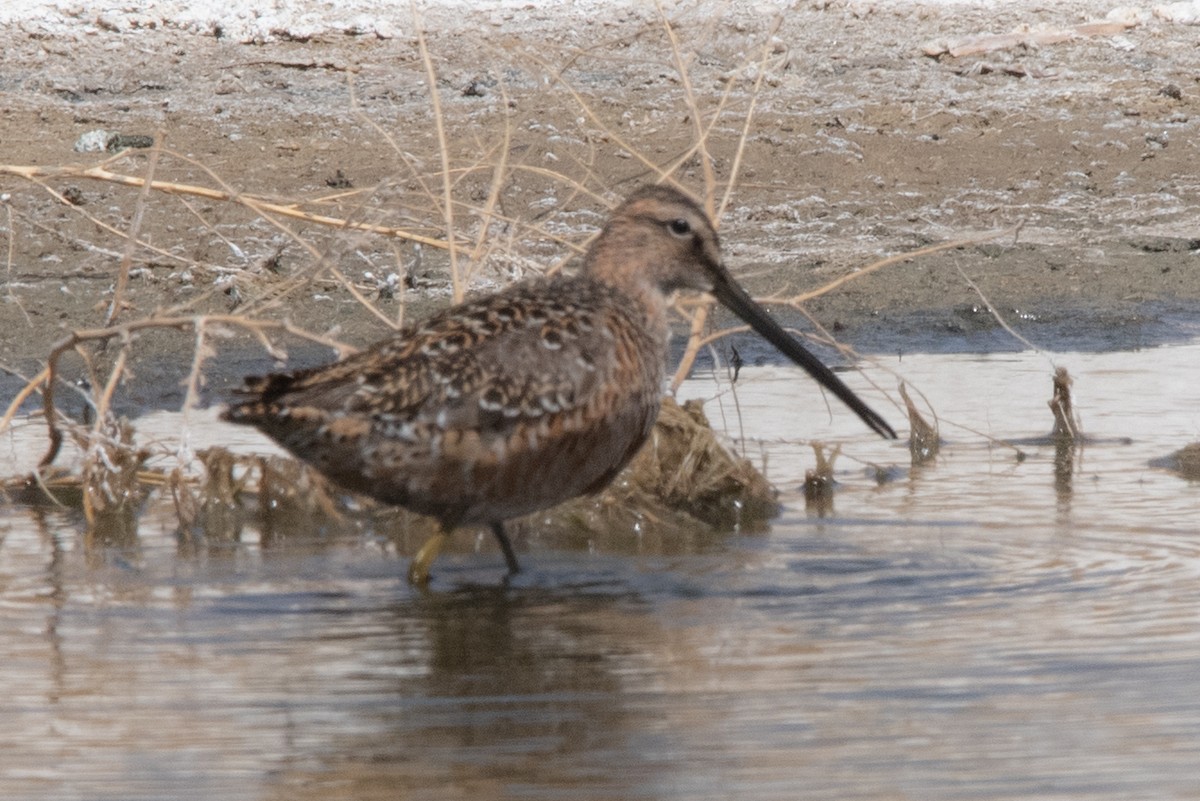 Long-billed Dowitcher - ML442283311