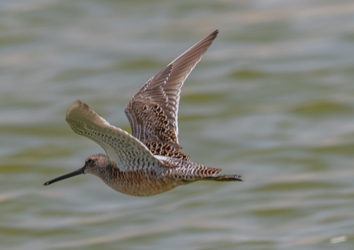 Long-billed Dowitcher - ML442283341