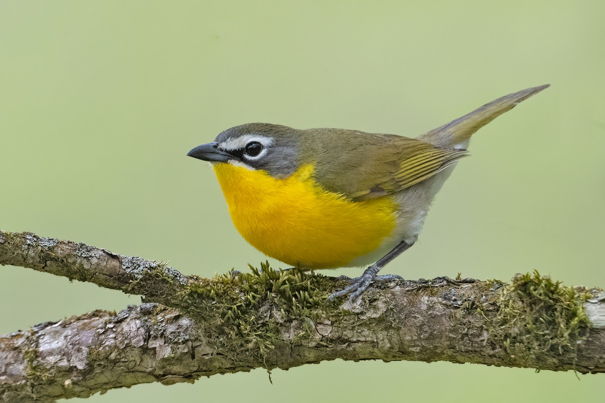 Yellow-breasted Chat - Tyler Ficker