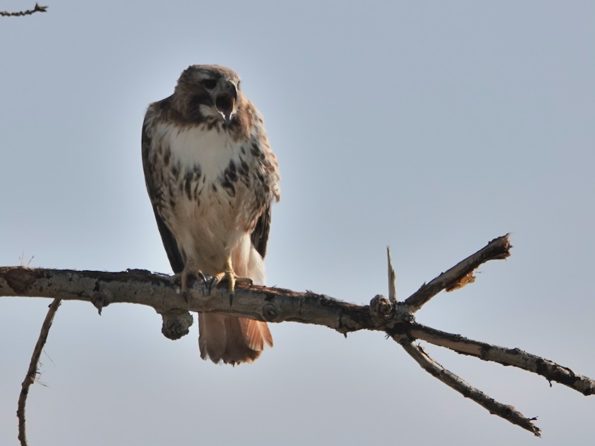 Red-tailed Hawk - ML442286351