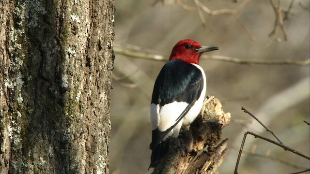 Red-headed Woodpecker - ML442288