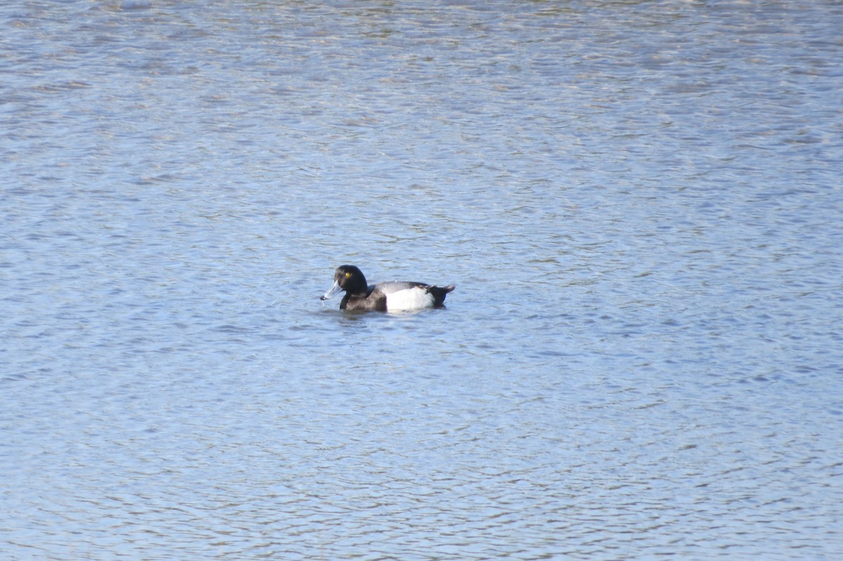 Greater Scaup - ML442288211