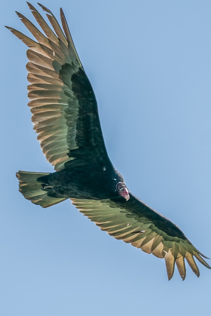 Turkey Vulture - ML442288531