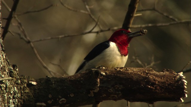 Red-headed Woodpecker - ML442293