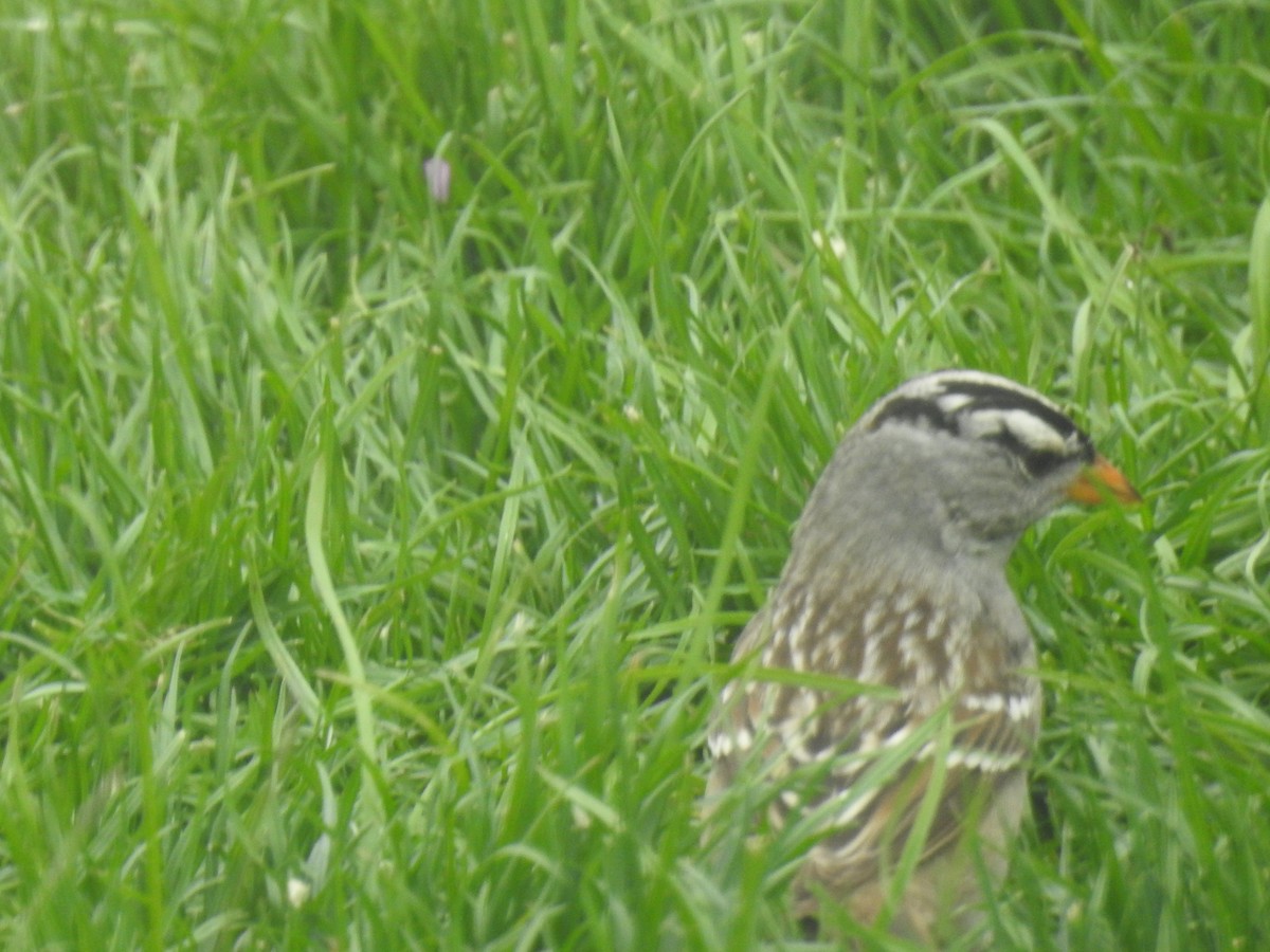 White-crowned Sparrow - ML442294291