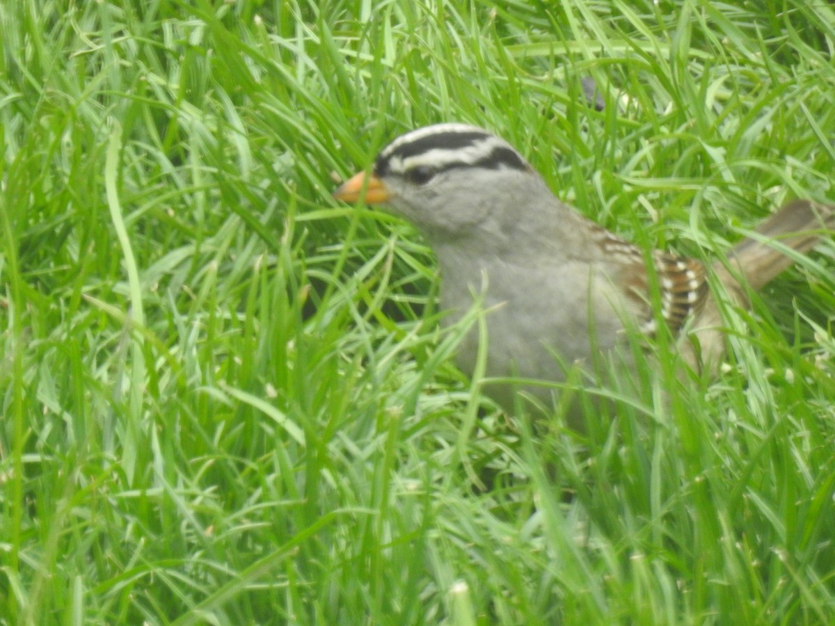 White-crowned Sparrow - Susan Painter