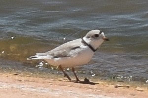Piping Plover - ML442295891