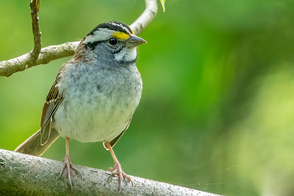 White-throated Sparrow - ML442296731