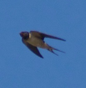 Barn Swallow (Levant) - ML442301401