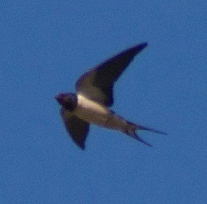 Barn Swallow (Levant) - ML442301421