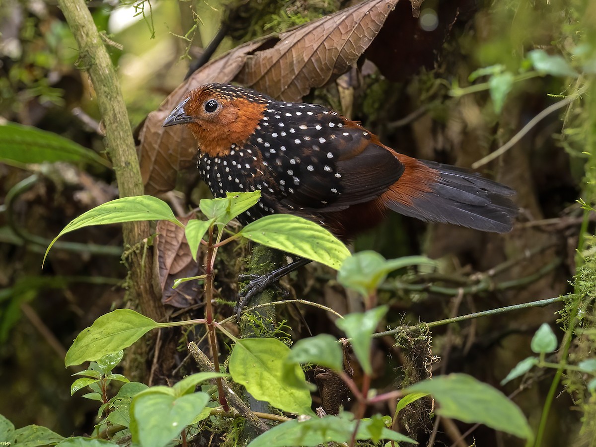 Ocellated Tapaculo - Andres Vasquez Noboa