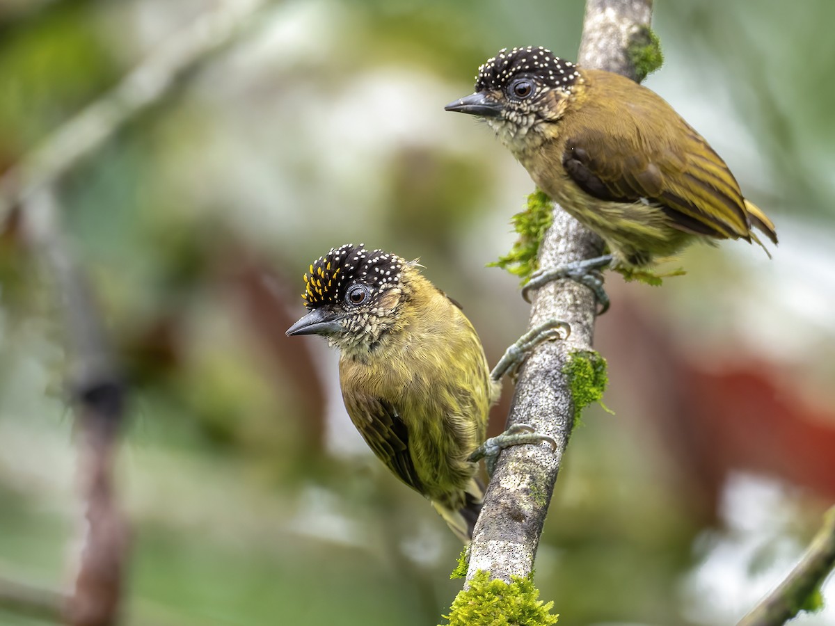 Olivaceous Piculet - ML442314761