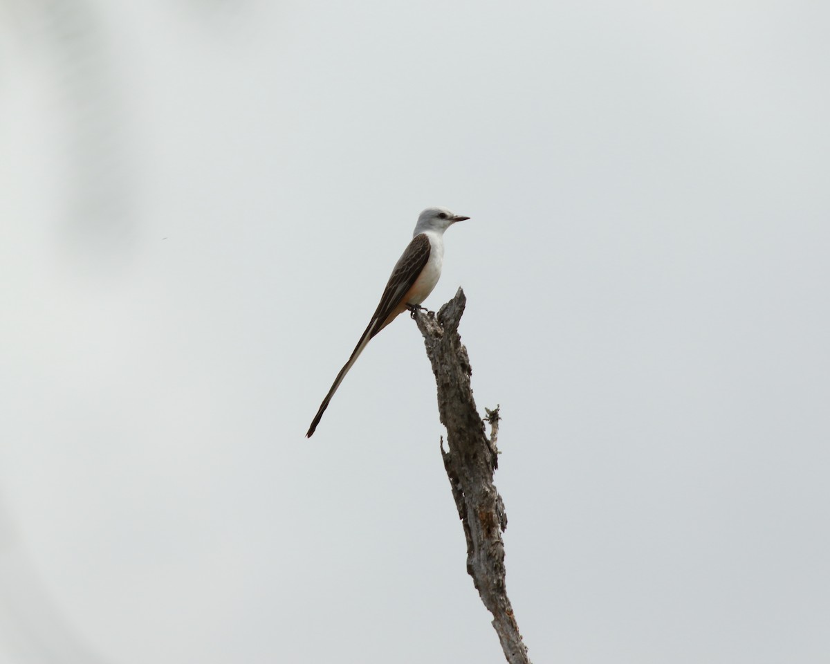 Scissor-tailed Flycatcher - Maurice Salata