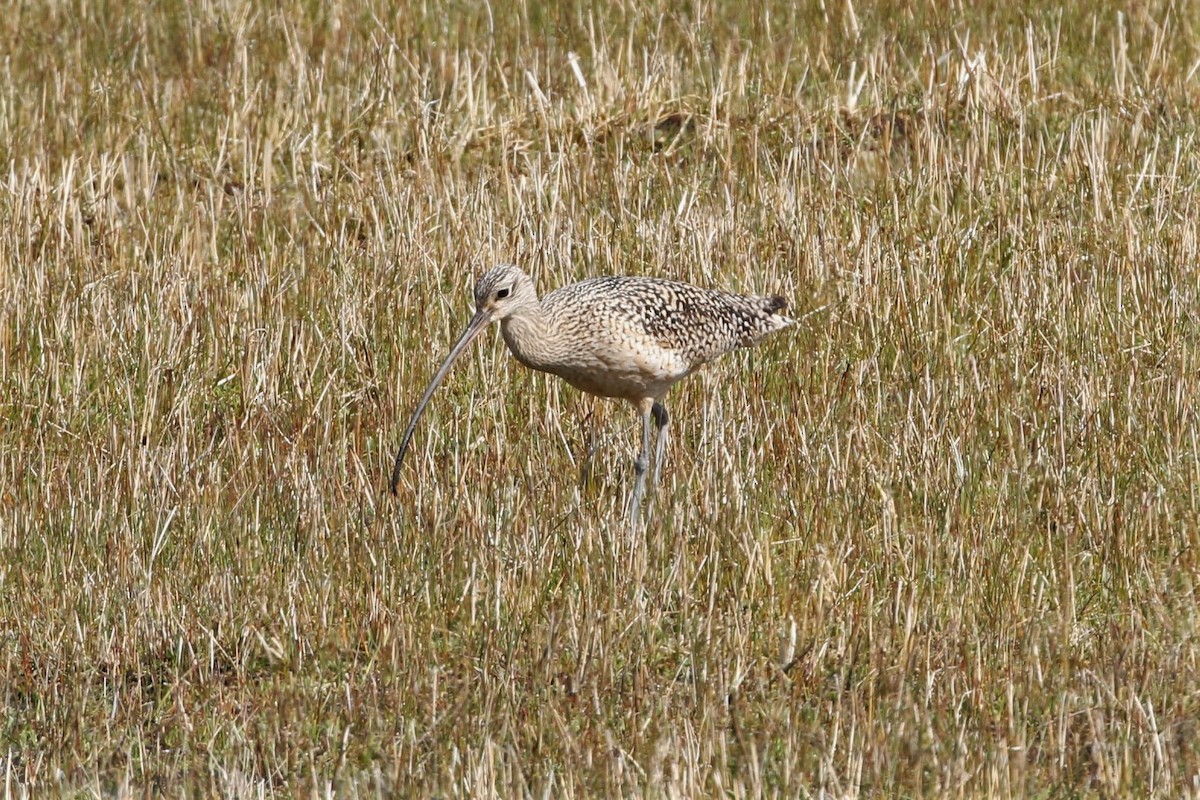 Long-billed Curlew - ML442332251