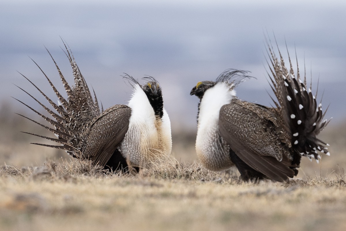 Greater Sage-Grouse - ML442336581