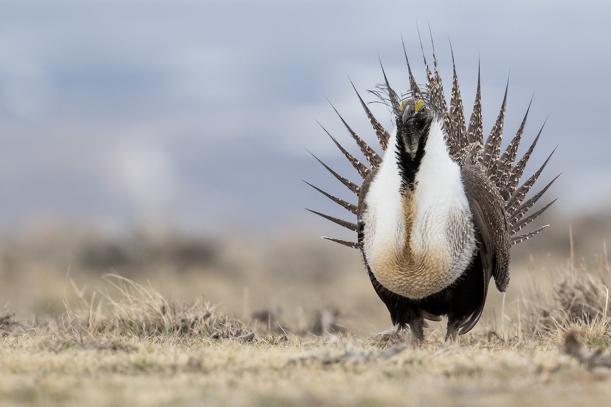 Greater Sage-Grouse - ML442336601