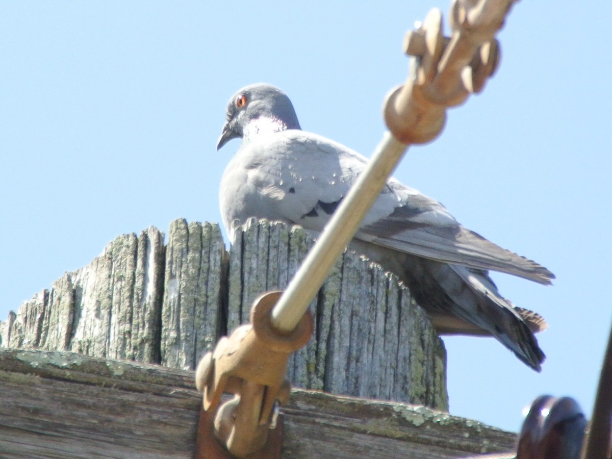Rock Pigeon (Feral Pigeon) - ML442336861