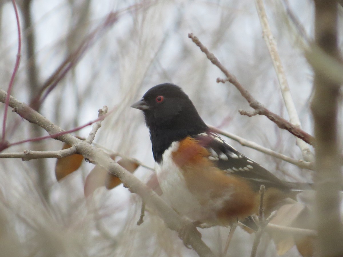 Spotted Towhee - ML44233891