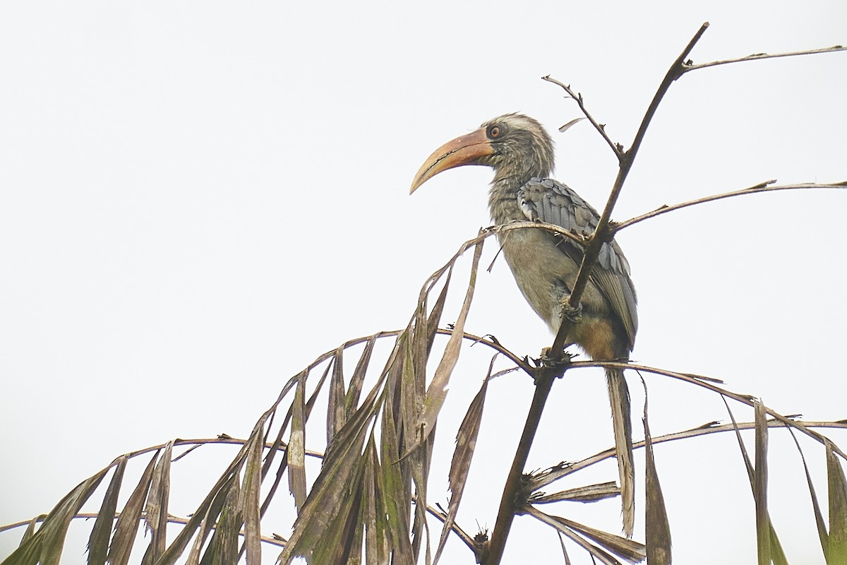 Malabar Gray Hornbill - Raghavendra  Pai