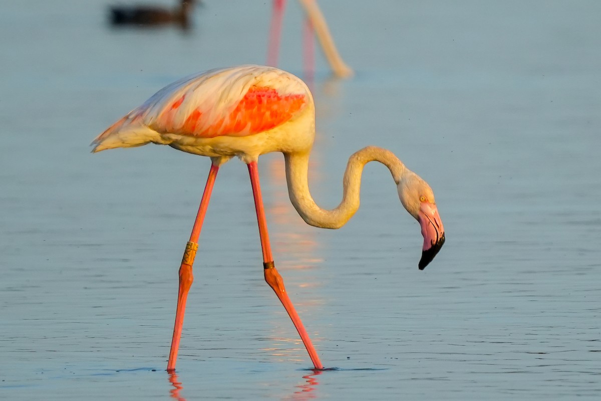 Greater Flamingo - ML442345231