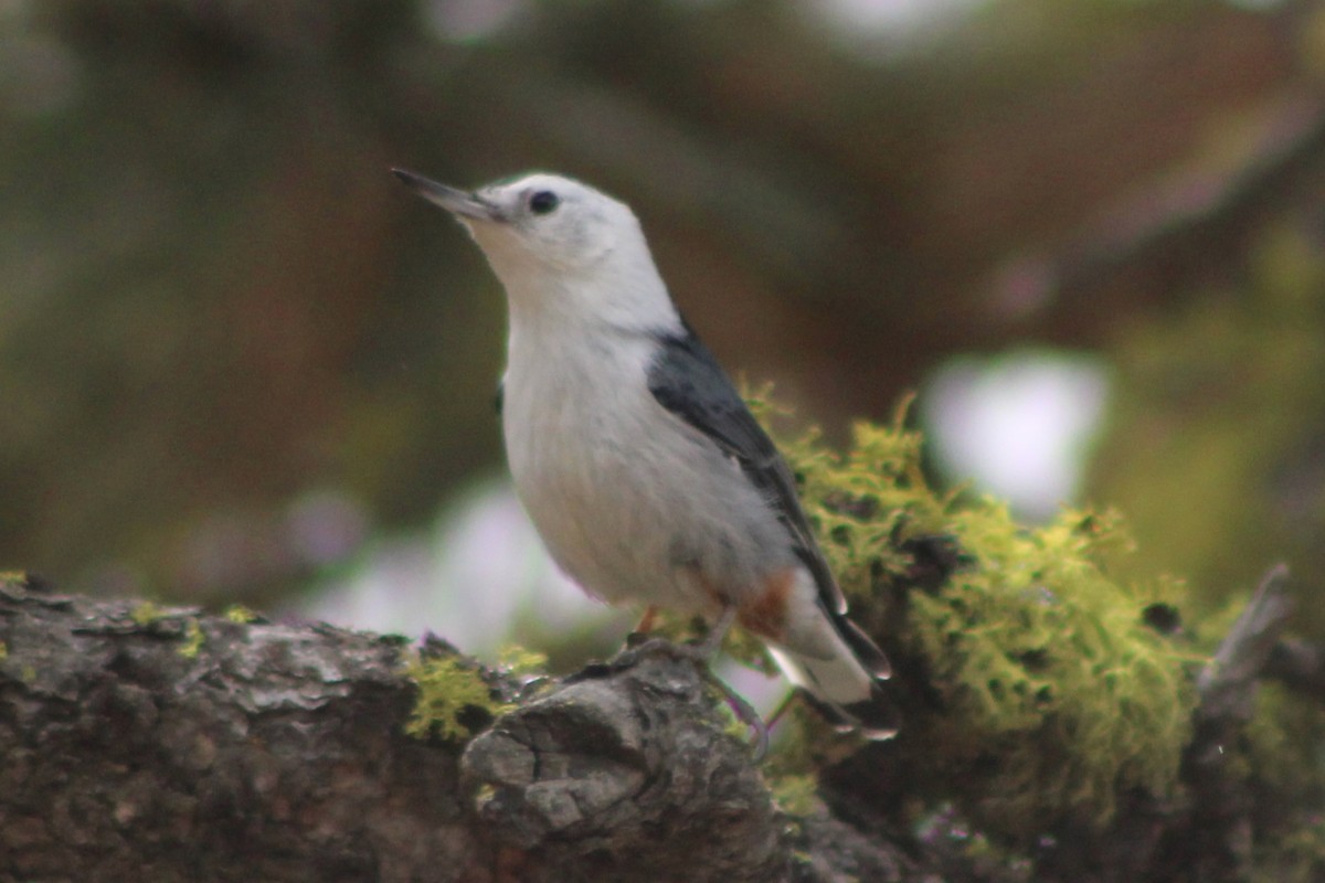 White-breasted Nuthatch (Interior West) - ML442345971