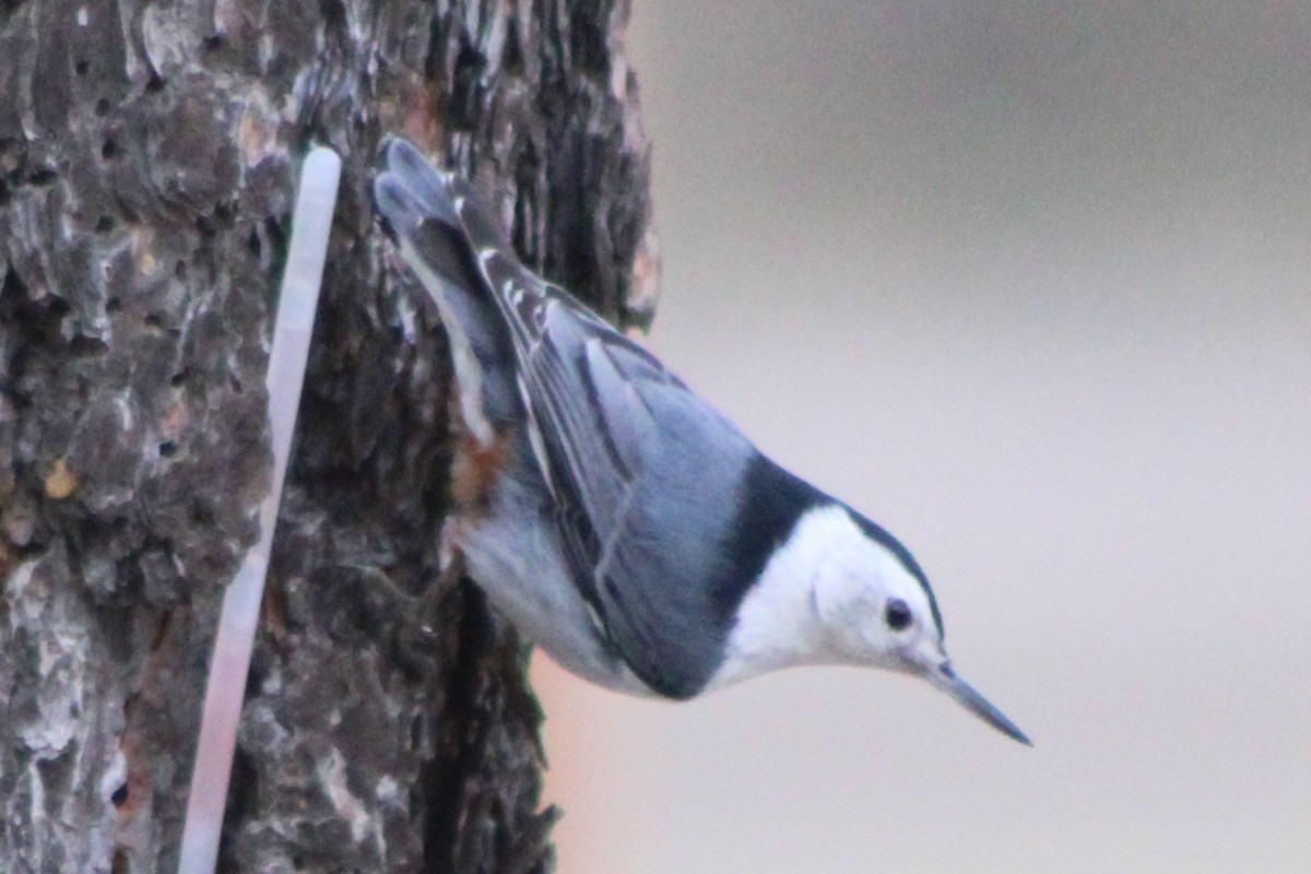 White-breasted Nuthatch (Interior West) - ML442346011