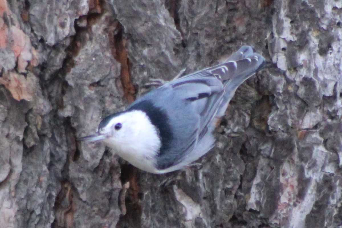 White-breasted Nuthatch (Interior West) - ML442346021