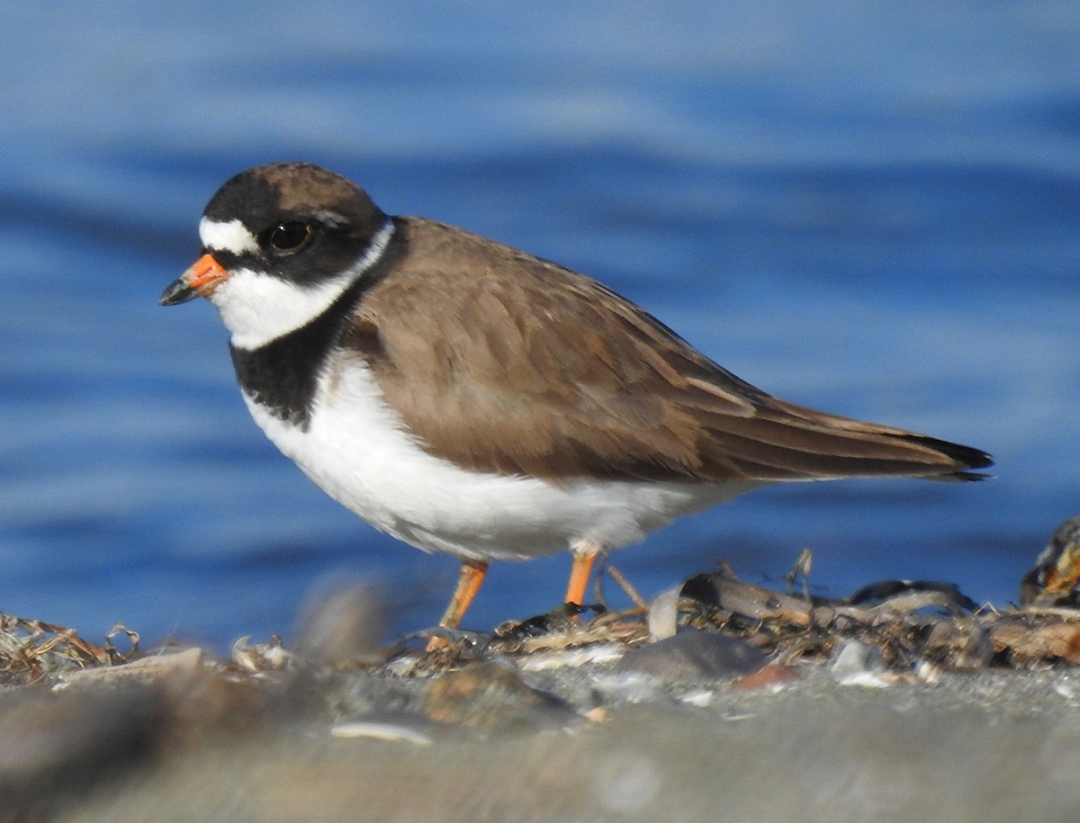 Semipalmated Plover - ML442347621