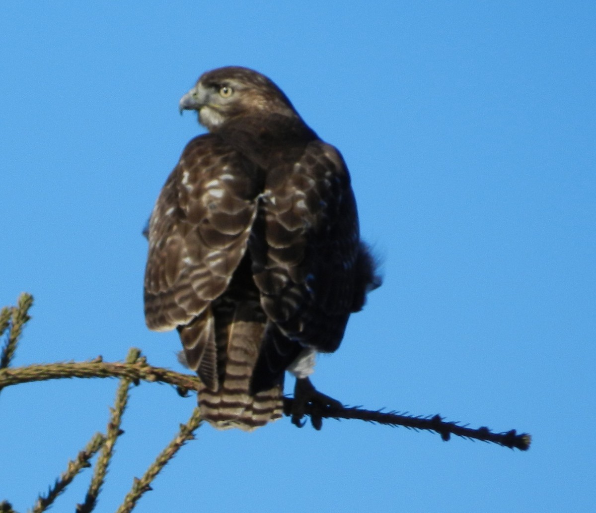 Red-tailed Hawk - Kathleen Spicer