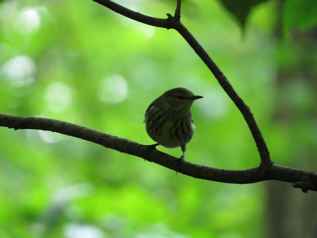 Cape May Warbler - ML442355471