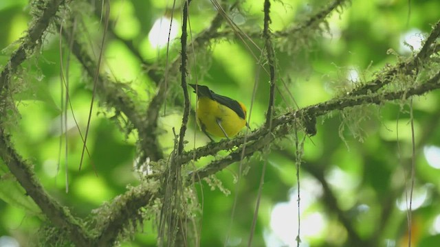 Black-and-yellow Tanager - ML442361091