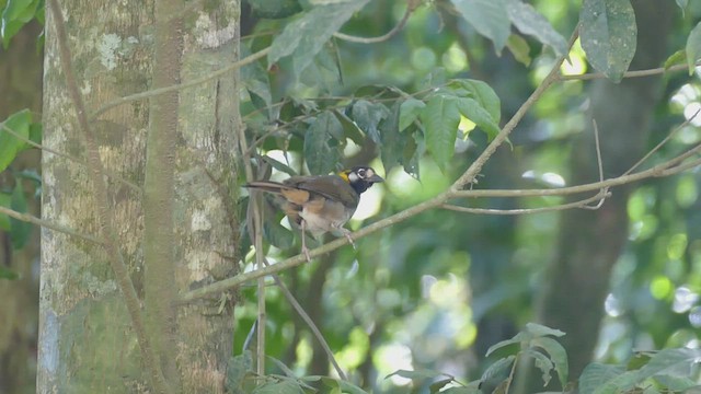 White-eared Ground-Sparrow - ML442362781