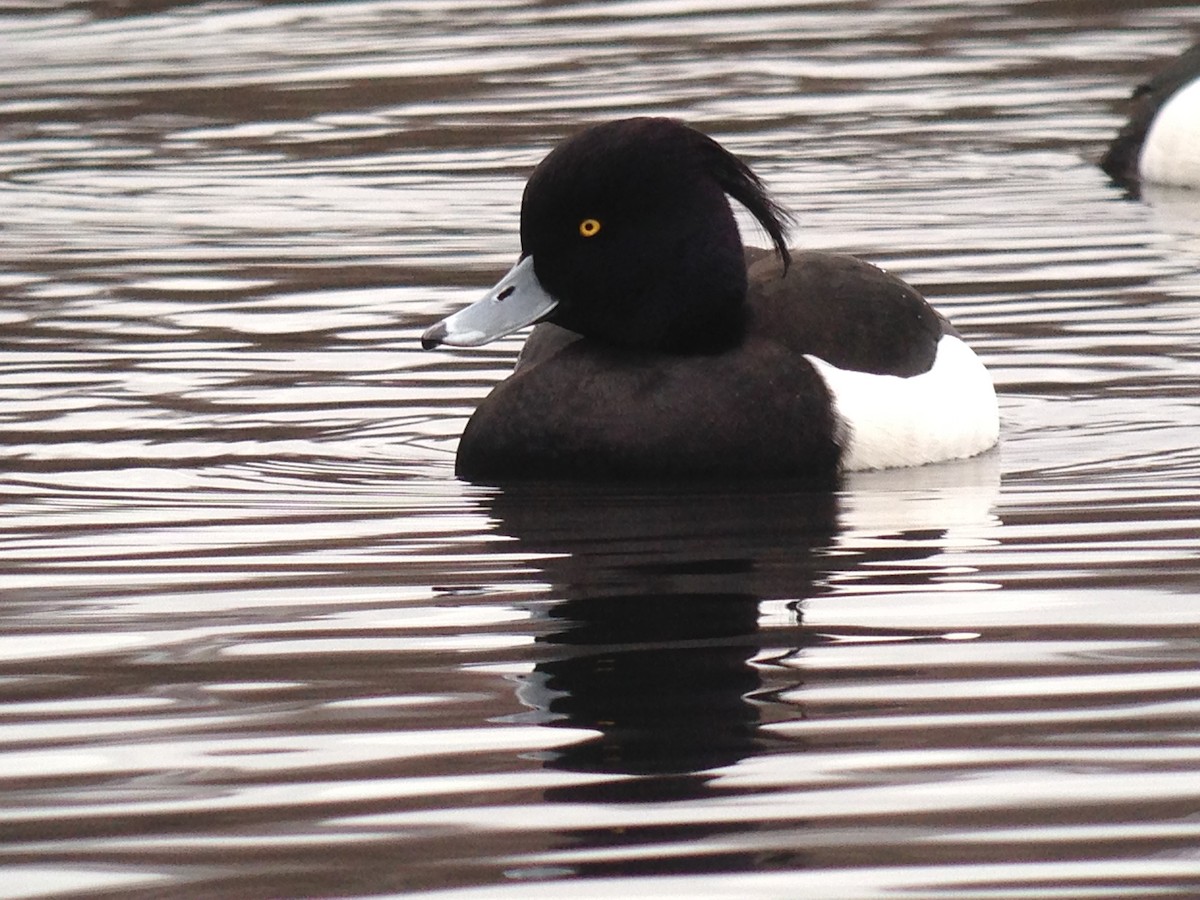 Tufted Duck - ML442364731